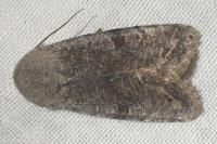 Orthosia incerta