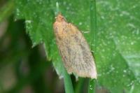 Clepsis unicolorana