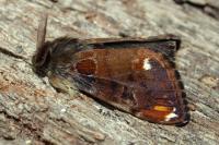 Orgyia recens