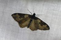 Xanthorhoe fluctuata