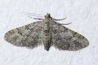 Gymnoscelis rufifasciata