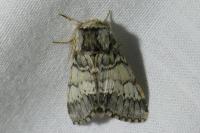 Drymonia ruficornis