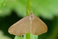 Minoa murinata