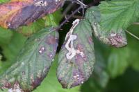Stigmella aurella