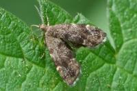 Anthophila fabriciana