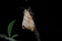 Falcaria lacertinaria