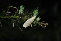 Wittia sororcula