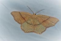 Cyclophora punctaria