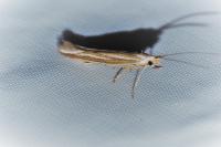 Coleophora albicosta