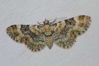 Eupithecia pulchellata