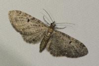 Eupithecia virgaureata