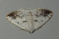 Lomographa temerata