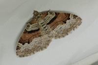 Xanthorhoe designata