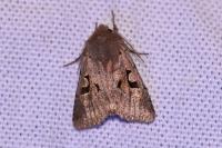 Orthosia gothica
