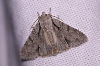 Acronicta psi/tridens