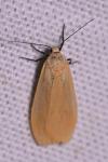 Wittia sororcula