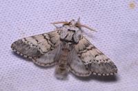 Drymonia ruficornis
