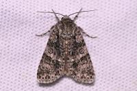 Acronicta rumicis