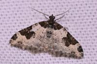 Xanthorhoe fluctuata