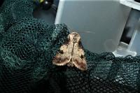 Agrotis puta