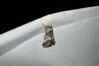 Drymonia ruficornis