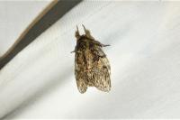 Peridea anceps