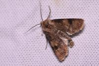 Agrotis puta