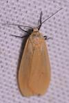 Wittia sororcula