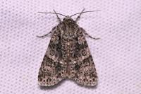 Acronicta rumicis