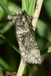 Polyploca ridens