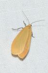 Wittia sororcula