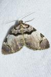 Anticlea derivata