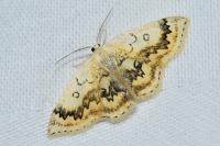 Cyclophora annularia