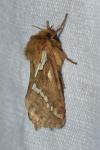 Korscheltellus lupulinus
