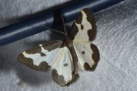 Lomaspilis marginata