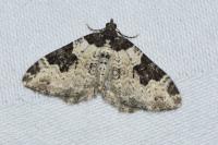 Xanthorhoe fluctuata