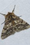 Lycia hirtaria
