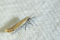 Aspilapteryx tringipennella