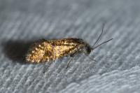 Dyseriocrania subpurpurella
