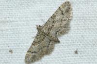 Gymnoscelis rufifasciata