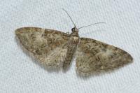 Eupithecia