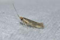 Bucculatrix cristatella