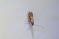 Micropterix tunbergella