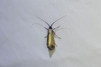 Adela reaumurella