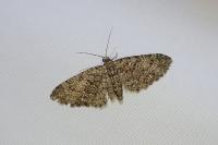Eupithecia cocciferata