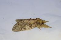 Peridea anceps