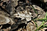 Paradarisa consonaria