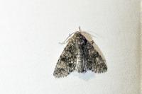 Acronicta megacephala