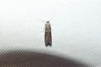 Cryptoblabes bistriga