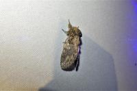 Peridea anceps
